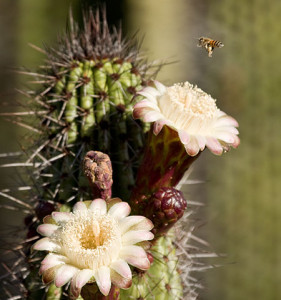 Nature Photography Workshop - Cactus Flower